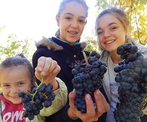 les vendanges en famille au Clos Basté