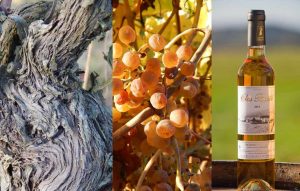 L'expression exacte d'un terroir