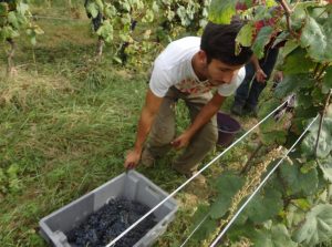 vendange au Clos Basté