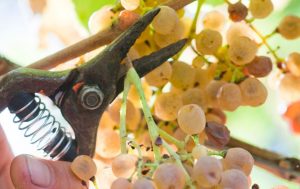 Une agriculture raisonnée au Clos Basté