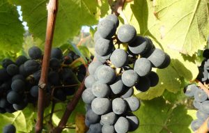Votre séjour en Madiran vous initie à la connaissance du cépage tannat